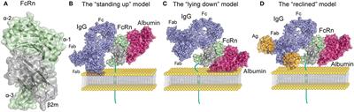 The Neonatal Fc Receptor (FcRn): A Misnomer?